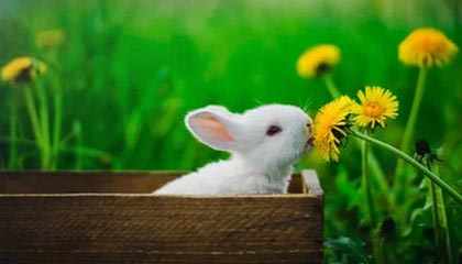 盛世棋牌官网-【热议】哈登五宗罪（下）防守端态度消极+进攻端球霸